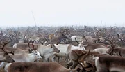 Viertausend Rentiere auf dem Weg ins Tal, Lappland im Herbst.