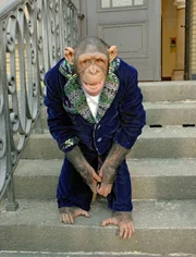 Schimpanse Ringo in Gala-Outfit.