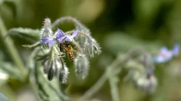 Der Borretsch oder Gurkenkraut ist eine wichtige Nektarquelle f&uuml;r Bienen und andere Insekten.