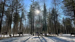 Hanna Mikkola&rsquo;s Rentiere bewegen sich frei im Birkenwald und ern&auml;hren sich von den nahhaften Flechten und Stroh.