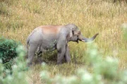 "Laos Wunderland", Es gibt Länder, die sich auf geheimnisvolle Weise der globalen Aufmerksamkeit entziehen. Sie bewahren Schätze, die anderswo längst verschwunden sind. Endlose Wildnis, weite Urwälder, phantastische Artenvielfalt, mythische Tiere und stolze, geheimnisvolle Völker. Ein solches Land ist Laos. Der Mekong ist einer der letzten ungezähmten Ströme der Erde. Gespeist von Hunderten Nebenflüssen bildet er eines der artenreichsten Süßwassersysteme der Erde, vergleichbar nur mit dem Kongo oder dem Amazonas. Die Fauna der Urwälder scheint einem Märchenbuch entsprungen: Tiger und Leoparden, Millionen regenbogenfarbener Schmetterlinge groß wie Handteller und einige der seltensten Tierarten unseres Planeten leben in diesem unzugänglichen Paradies. Diese Dokumentation folgt einer Gruppe von Wissenschaftlern der World Conservation Society auf der Suche nach den seltensten Arten der Welt. "Laos Wunderland", Es gibt Länder, die sich auf geheimnisvolle Weise der globalen Aufmerksamkeit entziehen. Sie bewahren Schätze, die anderswo längst verschwunden sind. Endlose Wildnis, weite Urwälder, phantastische Artenvielfalt, mythische Tiere und stolze, geheimnisvolle Völker. Ein solches Land ist Laos. Der Mekong ist einer der letzten ungezähmten Ströme der Erde. Gespeist von Hunderten Nebenflüssen bildet er eines der artenreichsten Süßwassersysteme der Erde, vergleichbar nur mit dem Kongo oder dem Amazonas. Die Fauna der Urwälder scheint einem Märchenbuch entsprungen: Tiger und Leoparden, Millionen regenbogenfarbener Schmetterlinge groß wie Handteller und einige der seltensten Tierarten unseres Planeten leben in diesem unzugänglichen Paradies. Diese Dokumentation folgt einer Gruppe von Wissenschaftlern der World Conservation Society auf der Suche nach den seltensten Arten der Welt.