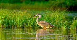 Kanadareiher in einem Biberteich.