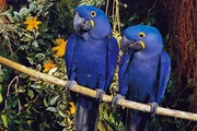 ARD/WDR PAPAGEIEN, PALMEN & CO., "Gourmet-Überraschung", am Mittwoch um 11:35 Uhr im ERSTEN. Kurator Matthias ist von seiner Brasilienreise zurück und hat für die Vögel im Park etwas mitgebracht: Originalfutter aus der Heimat der Vögel. Er ist gespannt, wie die prächtigen blauen Hyazinth-Aras (Foto) und die Lear-Aras im Park auf die brasilianischen Nüsse reagieren - die für ihre wilden Verwandten wahre Leckerbissen sind. ARD/WDR PAPAGEIEN, PALMEN & CO., "Gourmet-Überraschung", am Mittwoch um 11:35 Uhr im ERSTEN. Kurator Matthias ist von seiner Brasilienreise zurück und hat für die Vögel im Park etwas mitgebracht: Originalfutter aus der Heimat der Vögel. Er ist gespannt, wie die prächtigen blauen Hyazinth-Aras (Foto) und die Lear-Aras im Park auf die brasilianischen Nüsse reagieren - die für ihre wilden Verwandten wahre Leckerbissen sind.