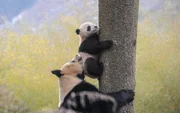 Eine Pandamutter bringt ihrem lernunwilligen Jungen bei, wie man auf einen Baum klettert. Eine Pandamutter bringt ihrem lernunwilligen Jungen bei, wie man auf einen Baum klettert.