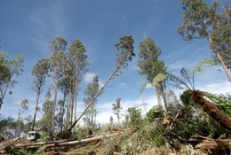 Rodungsarbeiten  in Tasmanien.
