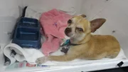 Shorty the Chihuahua in the incubator in the OR.