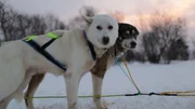 Sie schlafen draußen, werden nur einmal am Tag gefüttert und trinken Schnee: Schlittenhunde. Sie schlafen draußen, werden nur einmal am Tag gefüttert und trinken Schnee: Schlittenhunde.