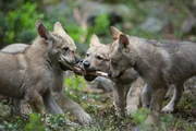 Vier Wolfswelpen beim spielerischen Kampf um einen Hirschknochen. Vier Wolfswelpen beim spielerischen Kampf um einen Hirschknochen.