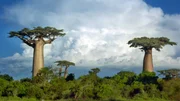 Die "Adansonia grandidieri" ist die größte Art der Affenbrotbäume. Neben Madagaskar, kommt sie auf dem afrikanischen Kontinent und in Australien vor.