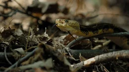 Wald-Klapperschlange (Crotalus horridus).