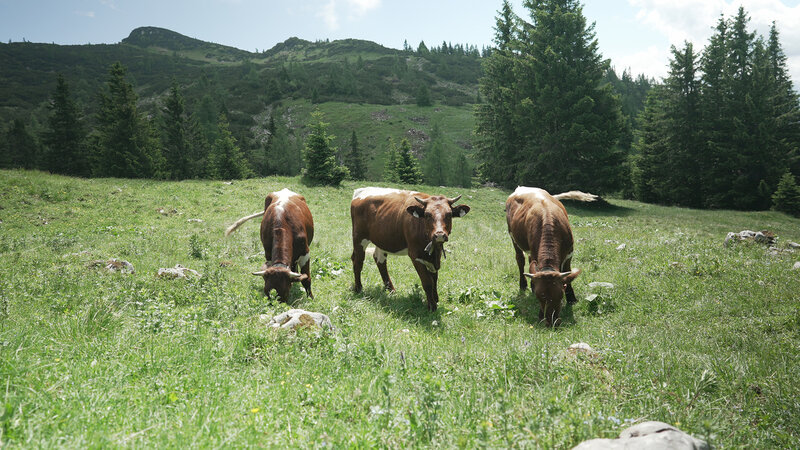 Almleben am Untersberg (A, 2021)