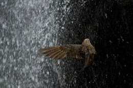 Ein Ru&szlig;segler durchfliegt den Wasserfall  +++ Die Verwendung des sendungsbezogenen Materials ist nur mit dem Hinweis und Verlinkung auf RTL+ gestattet. +++