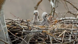 Wei&szlig;kopfseeadler K&uuml;cken.