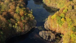 Mit dem Wasser kehren auch viele Tier- und Pflanzenarten in die Schorfheide zur&uuml;ck.