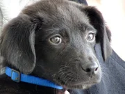 An abandoned puppy has a broken paw and Dr. Jeff is his only hope to walk again.