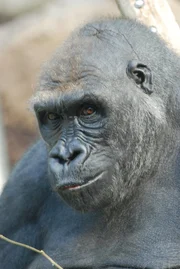 Die Gorillas haben &Auml;rger.