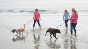 Homebuyer Deb and her daughters Ginny and Amanda take her dogs for a walk on the beach, as seen on HGTV's Beach Hunters.