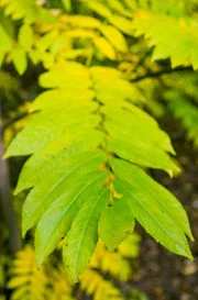 Die Esche ist eine der höchsten Laubbäume Europas. Ihre Blätter setzen sich aus einzelnen Fiederblättchen zusammen, wo bei sich immer zwei gegenüberstehen. Das Fiederblatt am Ende sitzt an einem Stiel. Die Esche ist eine der höchsten Laubbäume Europas. Ihre Blätter setzen sich aus einzelnen Fiederblättchen zusammen, wo bei sich immer zwei gegenüberstehen. Das Fiederblatt am Ende sitzt an einem Stiel.