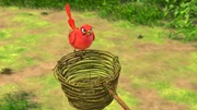 Damit Balu nicht entdeckt, dass Mogli den fremden Vogel aus dem Käfig befreit hat, will er Darsi stattdessen in den Vogelkäfig setzen. Doch Darsi findet diese Idee zunächst nicht gut. Damit Balu nicht entdeckt, dass Mogli den fremden Vogel aus dem Käfig befreit hat, will er Darsi stattdessen in den Vogelkäfig setzen. Doch Darsi findet diese Idee zunächst nicht gut.