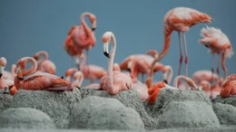 Flamingo-Kolonie in Ria Lagartos.