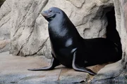 Sea lion spots the camera.