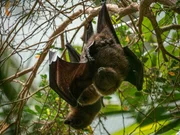 Jungle World Bat.