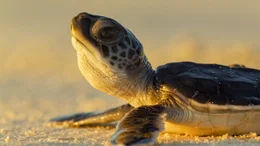 Schildkr&ouml;te.