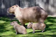 Wasserschwein mit Nachwuchs im Zoo Berlin.