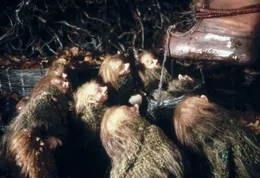 Die Rumpelwichte h&auml;ngen an Ronjas Fu&szlig;, mit dem sie in die Rumpelwichth&ouml;hle eingebrochen ist, eine Rumpelwichtwiege damit sie nicht entwischen kann.