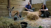 Jose Vasquez and Karen Ingerman check up on the baby gazelle. Jose Vasquez and Karen Ingerman check up on the baby gazelle.