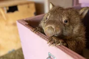 A wombat peaking out of it's box.