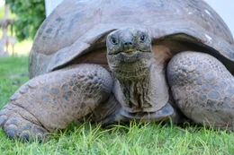 Riesenschildkr&ouml;te.