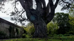 Im botanischen Garten von Oxford steht eine Schwarzkiefer, der Lieblingsbaum des Professors Tolkien.