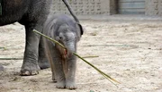 Elefantenkind Anchali im Zoo Berlin
