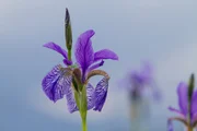 Sibirische Schwertlilie (Iris sibirica).