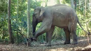 Ein Elefant zerstört eine der Kamerafallen, mit denen das Film-Team automatisiert Aufnahmen der grauen Riesen im Nationalpark von Kui Buri machte. Und das war beileibe nicht der einzige derartige Schadensfall... Ein Elefant zerstört eine der Kamerafallen, mit denen das Film-Team automatisiert Aufnahmen der grauen Riesen im Nationalpark von Kui Buri machte. Und das war beileibe nicht der einzige derartige Schadensfall...