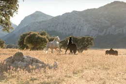 Ostwind in der andalusischen Steppe