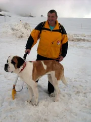 A St.Bernard.