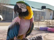 Various parrots at the Gabriel Aviary Foundation.
