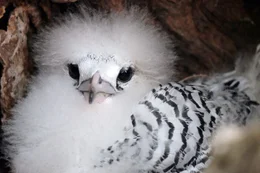 Jungvogel Wei&szlig;schwanz-Tropikvogel, Bird Island.