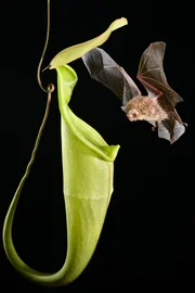Giant Pitcher Plant (Nepenthes Rajah).