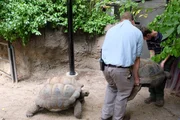 L-R: Kevin Hills and Andrew Kathriner carefully move the tortoise around another. L-R: Kevin Hills and Andrew Kathriner carefully move the tortoise around another.