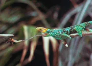 Ein Chamäleon fängt seine Beute mit klebriger Zunge. Ein Chamäleon fängt seine Beute mit klebriger Zunge.