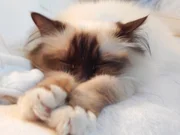 Izzy the cat. Izzy the cat.
