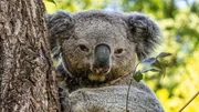 Lebendiger Teddy: Koala im Zoo Duisburg Lebendiger Teddy: Koala im Zoo Duisburg