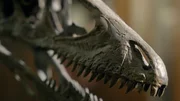 Die Skelette von Dinosauriern bieten wichtige Einblicke in ihre Anatomie und Lebensweise. Trotz ihres Aussterbens vor 66 Millionen Jahren haben sich einige ihrer Nachfahren, die heutigen Vögel, dank ihrer Anpassungsfähigkeit weiterentwickelt und überlebt. Die Skelette von Dinosauriern bieten wichtige Einblicke in ihre Anatomie und Lebensweise. Trotz ihres Aussterbens vor 66 Millionen Jahren haben sich einige ihrer Nachfahren, die heutigen Vögel, dank ihrer Anpassungsfähigkeit weiterentwickelt und überlebt.