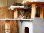 Jackson Galaxy waves a toy in front of the cat.