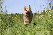 Racko auf seinem Schuppendach.; Racko.