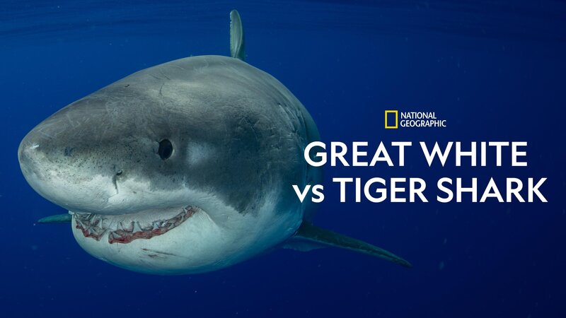 Weißer Hai vs. Tigerhai (USA, 2022)