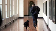 Barack Obama and his portuguese water dog.